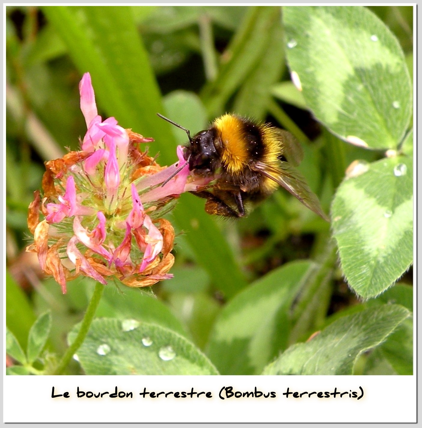 Wallpapers Animals Insects - Bees, Wasps Le bourdon terrestre (Bombus terrestris)