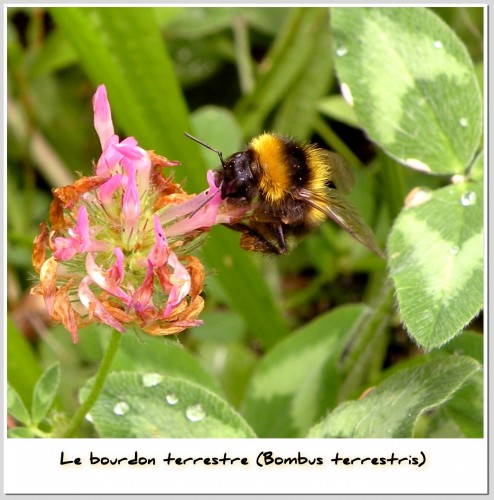 Wallpapers Animals Insects - Bees, Wasps Le bourdon terrestre (Bombus terrestris)