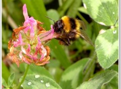 Fonds d'cran Animaux Le bourdon terrestre (Bombus terrestris)