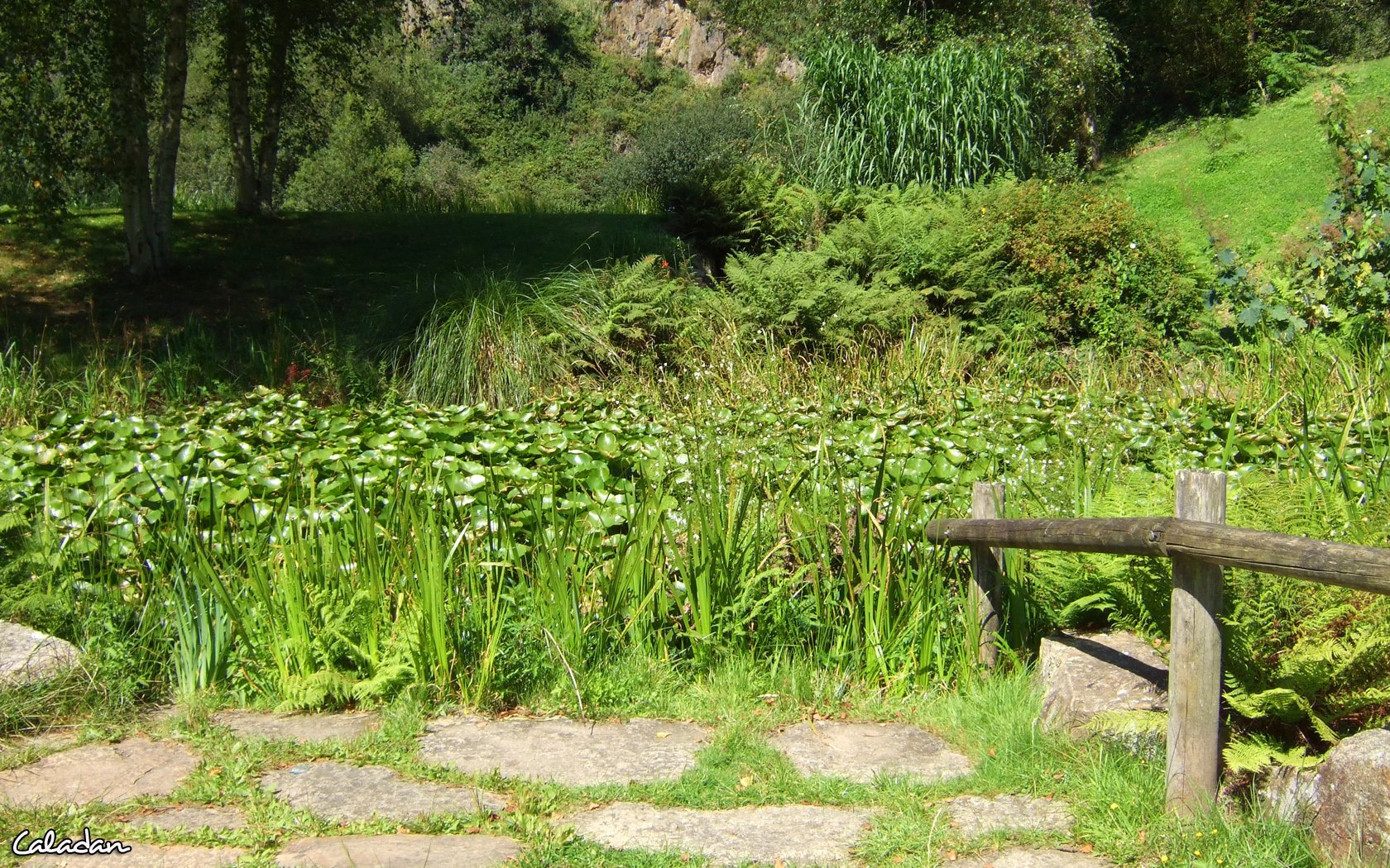 Fonds d'cran Nature Marais Nnuphars