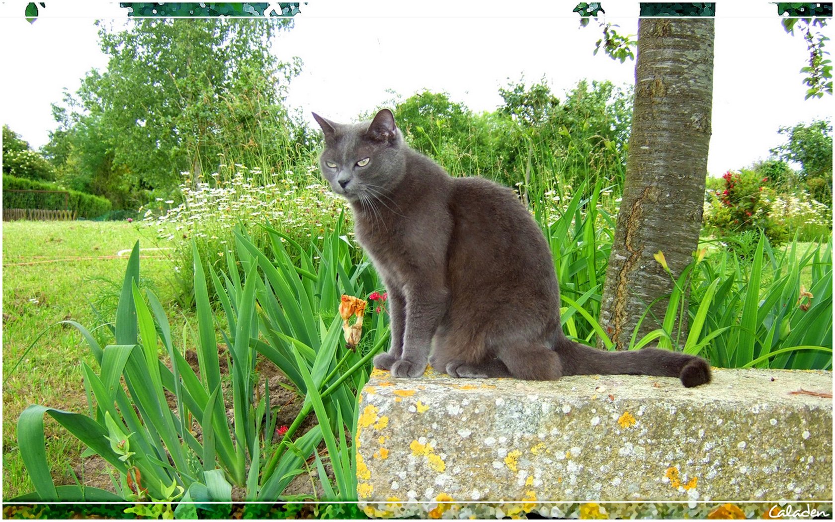 Fonds d'cran Animaux Chats - Chatons Chartreux