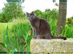 Wallpapers Animals Chartreux