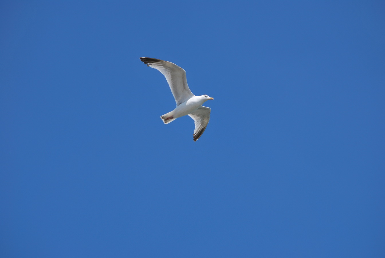 Fonds d'cran Animaux Oiseaux - Mouettes et Golands Mouette en vol