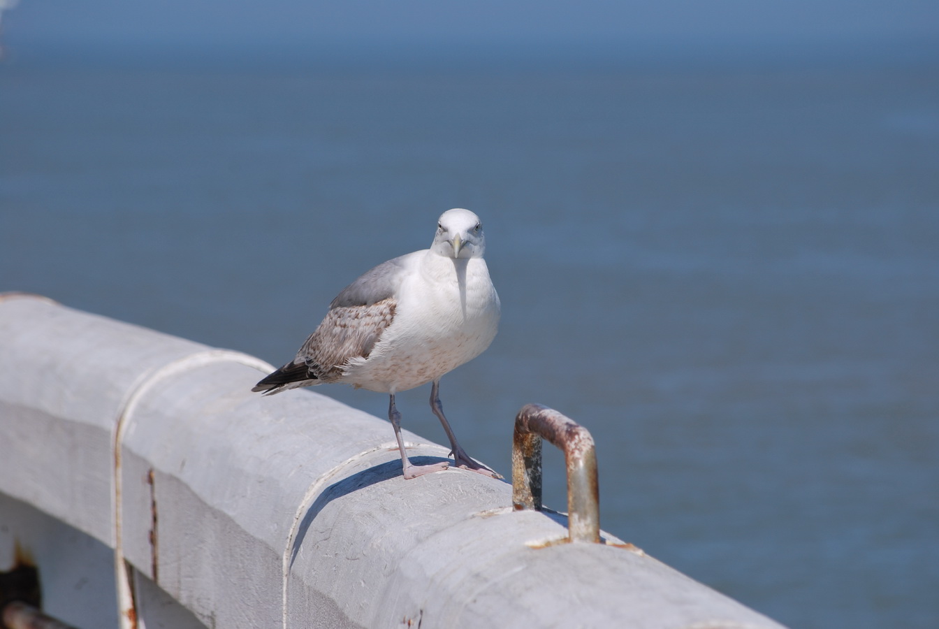 Fonds d'cran Animaux Oiseaux - Mouettes et Golands Mouette