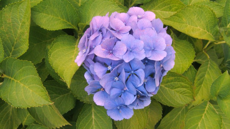 Fonds d'cran Nature Fleurs cet hortensia discute avec les feuilles