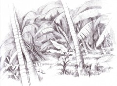 Wallpapers Art - Pencil jungle