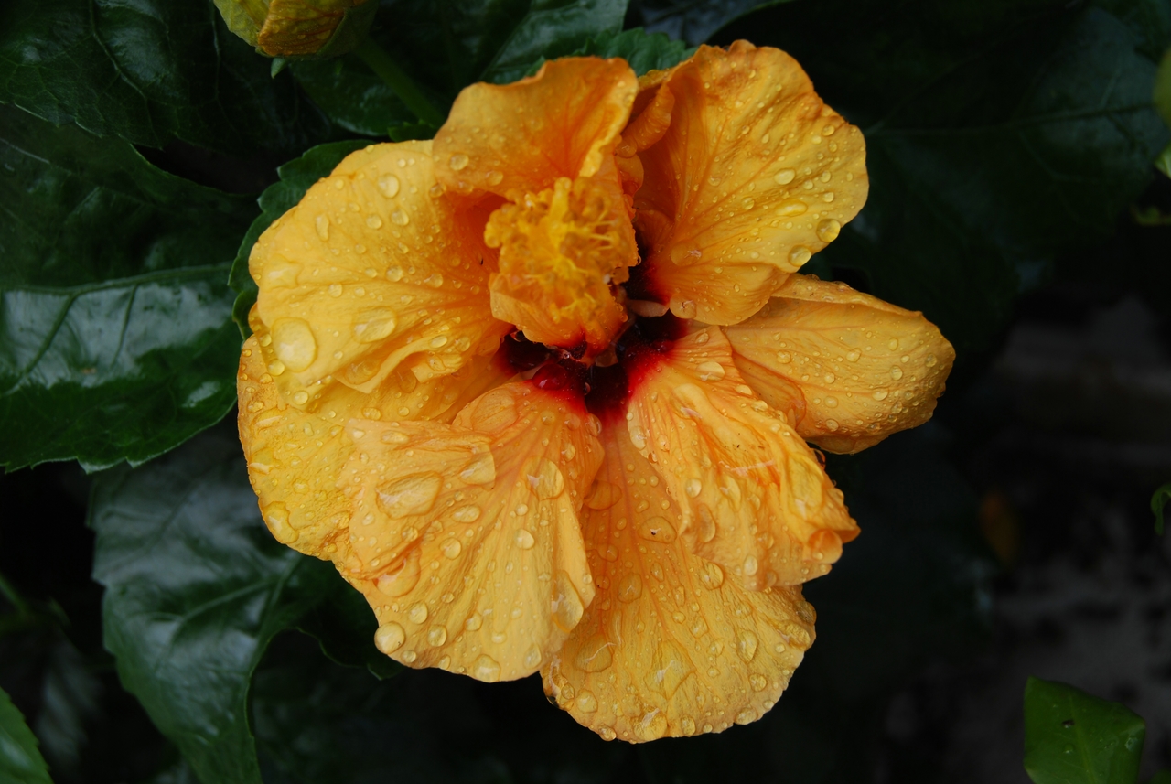 Wallpapers Nature Flowers Hibiscus