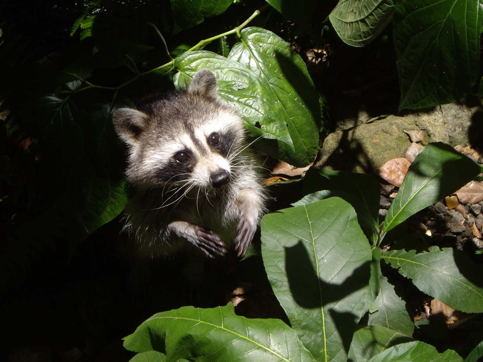 Wallpapers Animals Raccoons Racoon 1600x1200