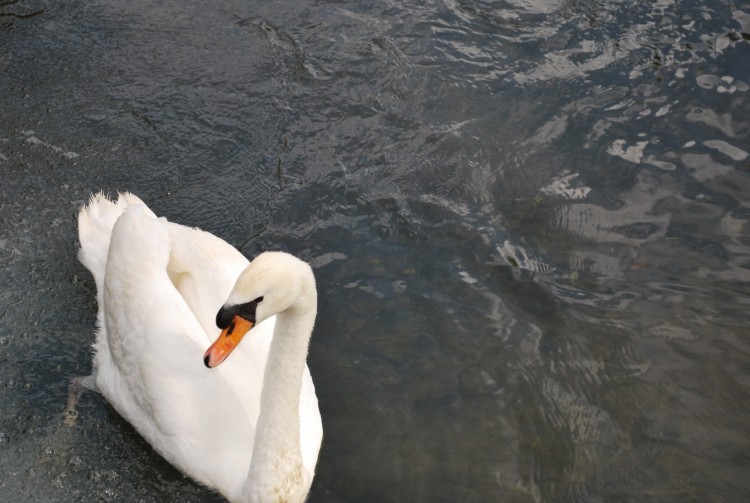 Wallpapers Animals Birds - Swans Cygne