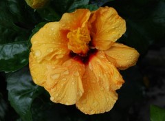 Wallpapers Nature Hibiscus