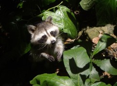 Wallpapers Animals Racoon 1600x1200