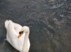 Fonds d'cran Animaux Cygne