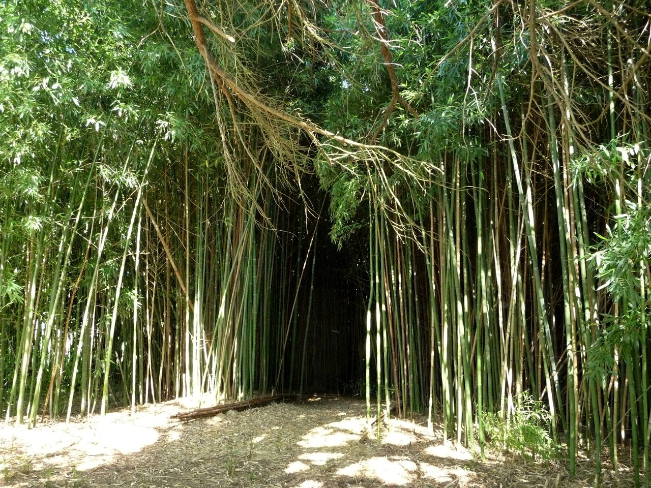 Fonds d'cran Nature Arbres - Forts Bambou