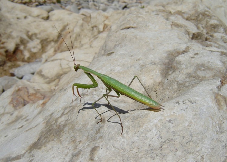 Wallpapers Animals Insects - Mantis Mante religieuse.