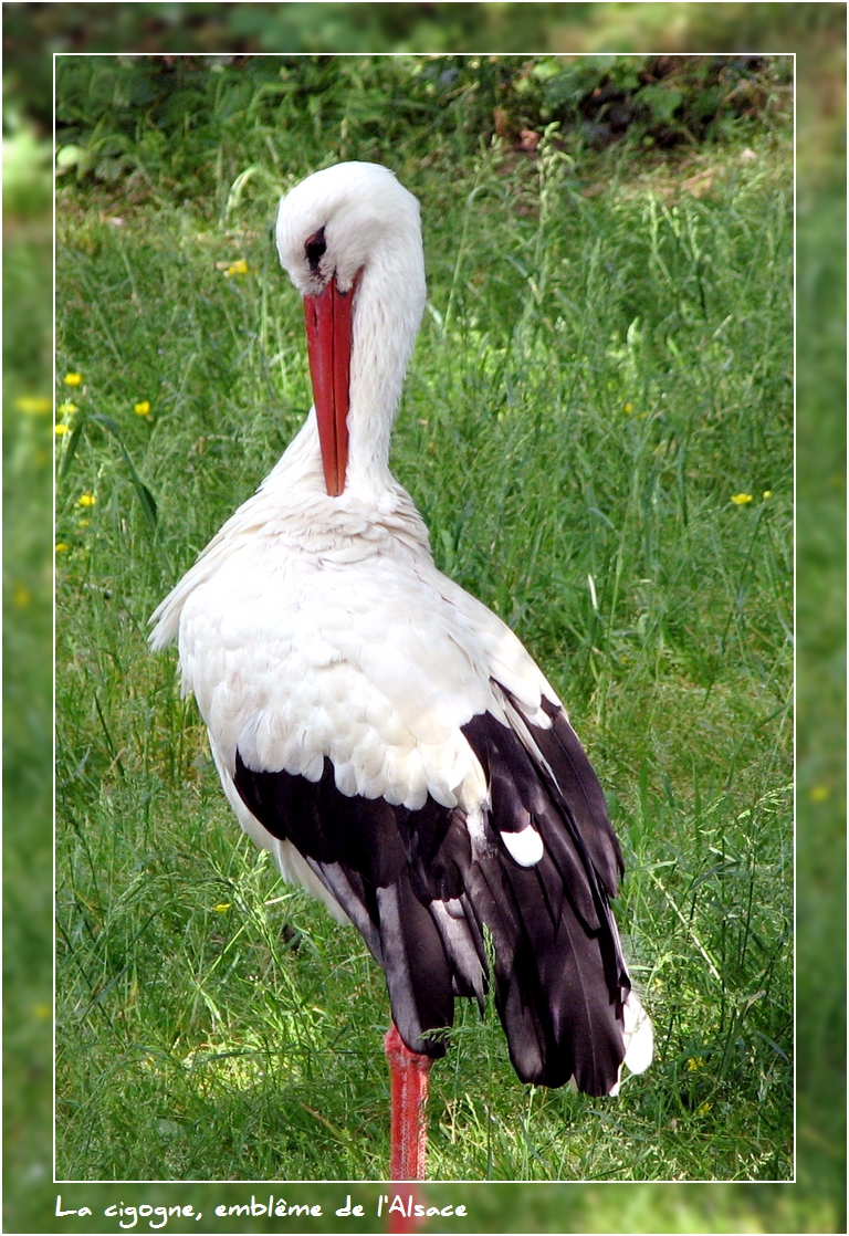 Fonds d'cran Animaux Oiseaux - Cigognes La cigogne, emblme de l'Alsace