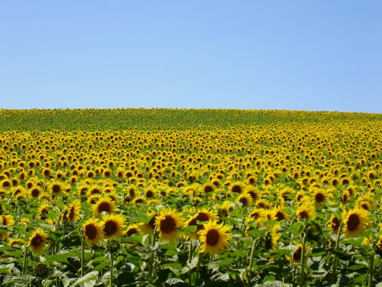 Wallpapers Nature Fields Tournesols.