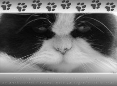 Wallpapers Animals citation de chat