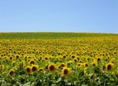 Wallpapers Nature Tournesols.