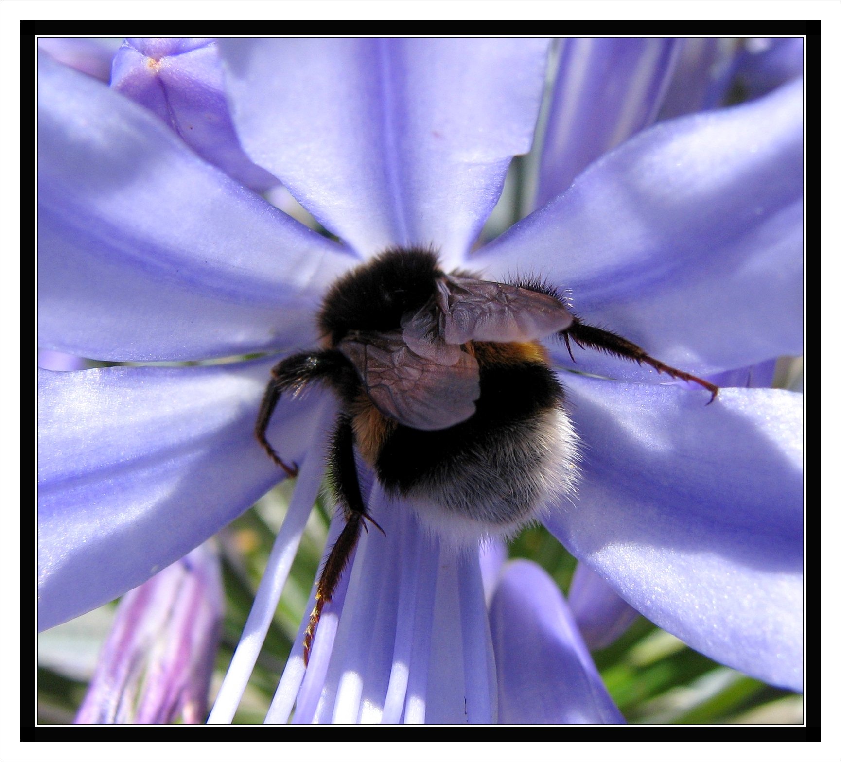 Wallpapers Animals Insects - Bees, Wasps Collision du Bourdon