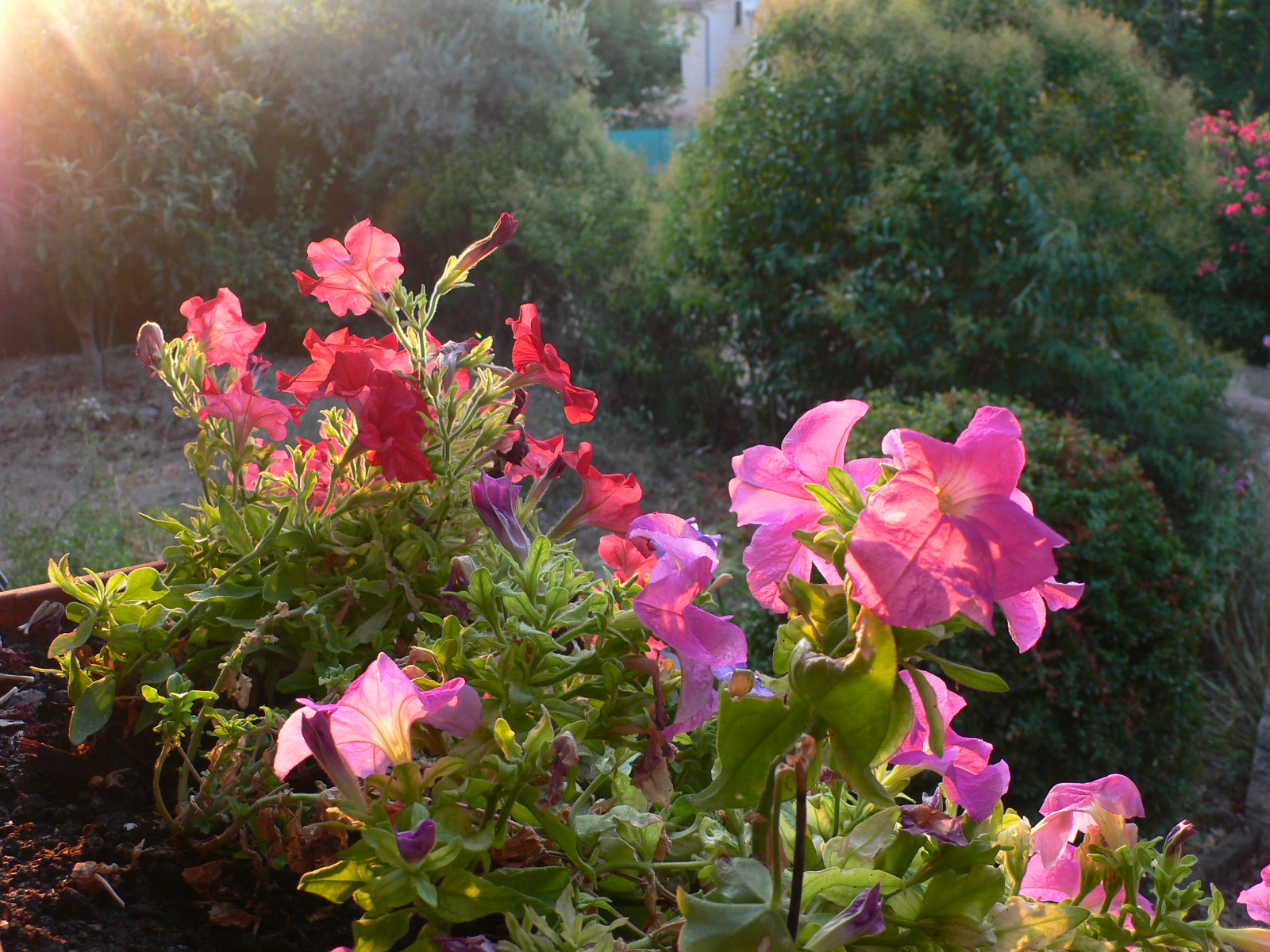 Fonds d'cran Nature Fleurs Ptunias savourant la douceur du soleil matinal