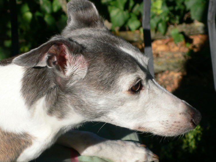 Fonds d'cran Animaux Chiens Jazzy : un amour de lvrier whippet !