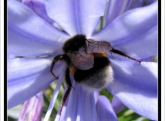 Fonds d'cran Animaux Collision du Bourdon