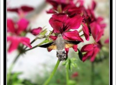 Fonds d'cran Animaux Le sphinx Colibri (papillon)