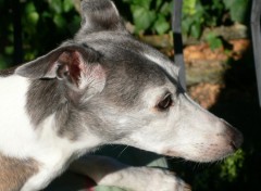 Fonds d'cran Animaux Jazzy : un amour de lvrier whippet !