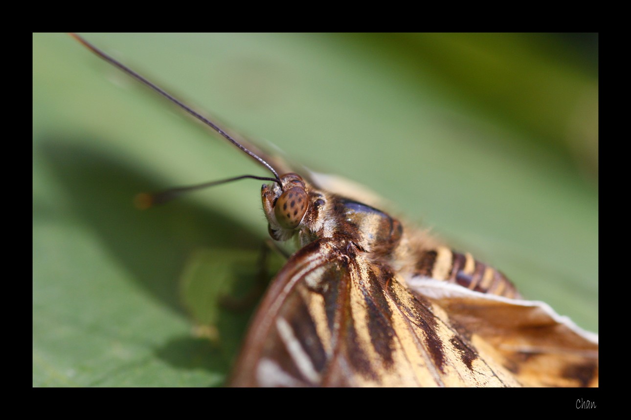 Fonds d'cran Animaux Insectes - Papillons 