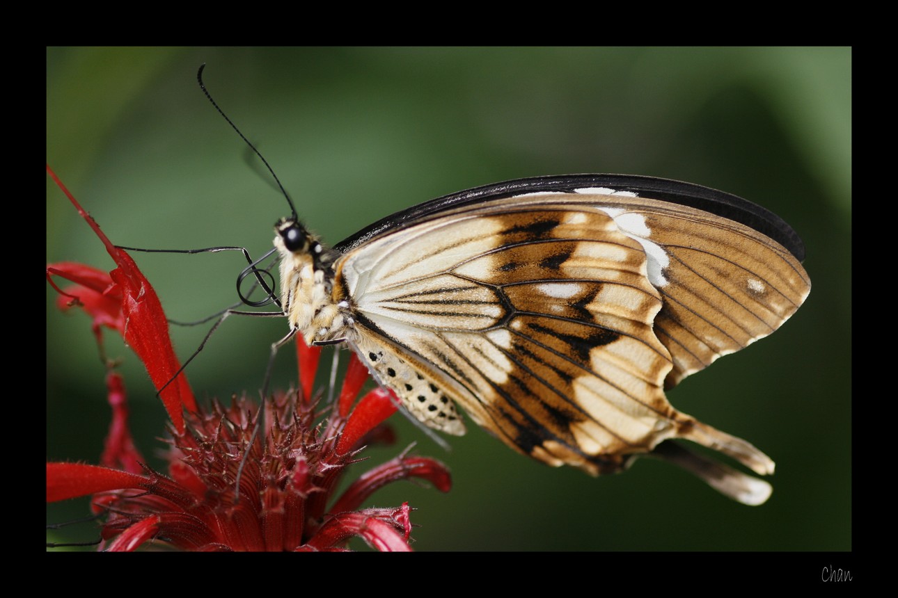 Fonds d'cran Animaux Insectes - Papillons 