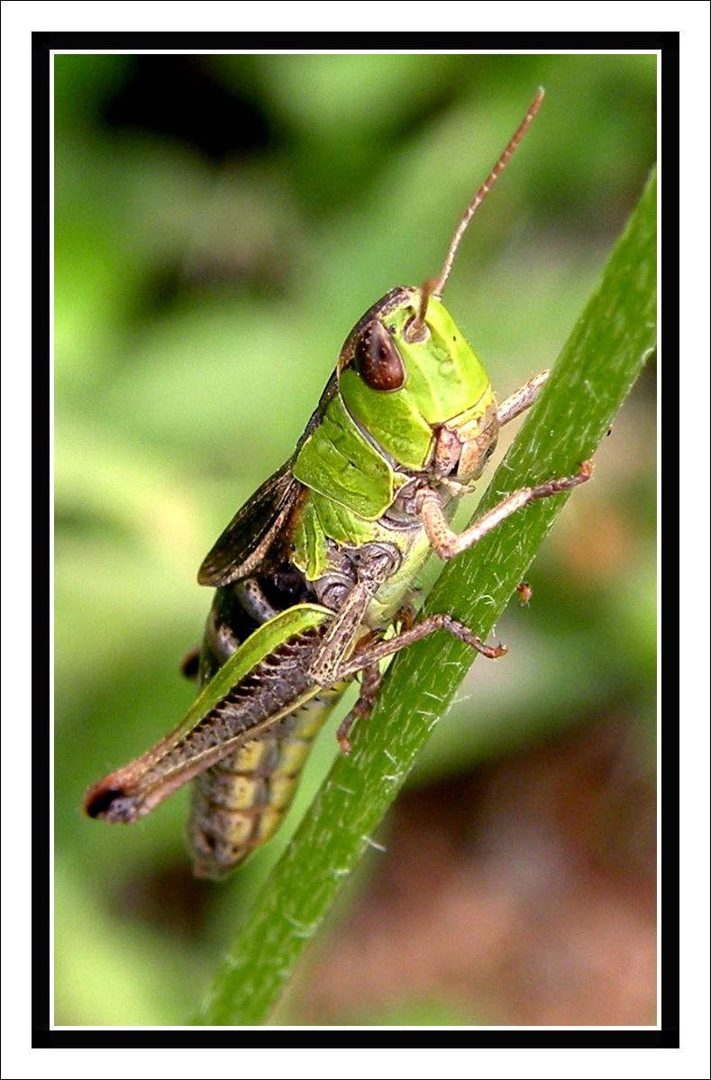 Wallpapers Animals Insects - Grasshoppers and Locusts Sauterelle