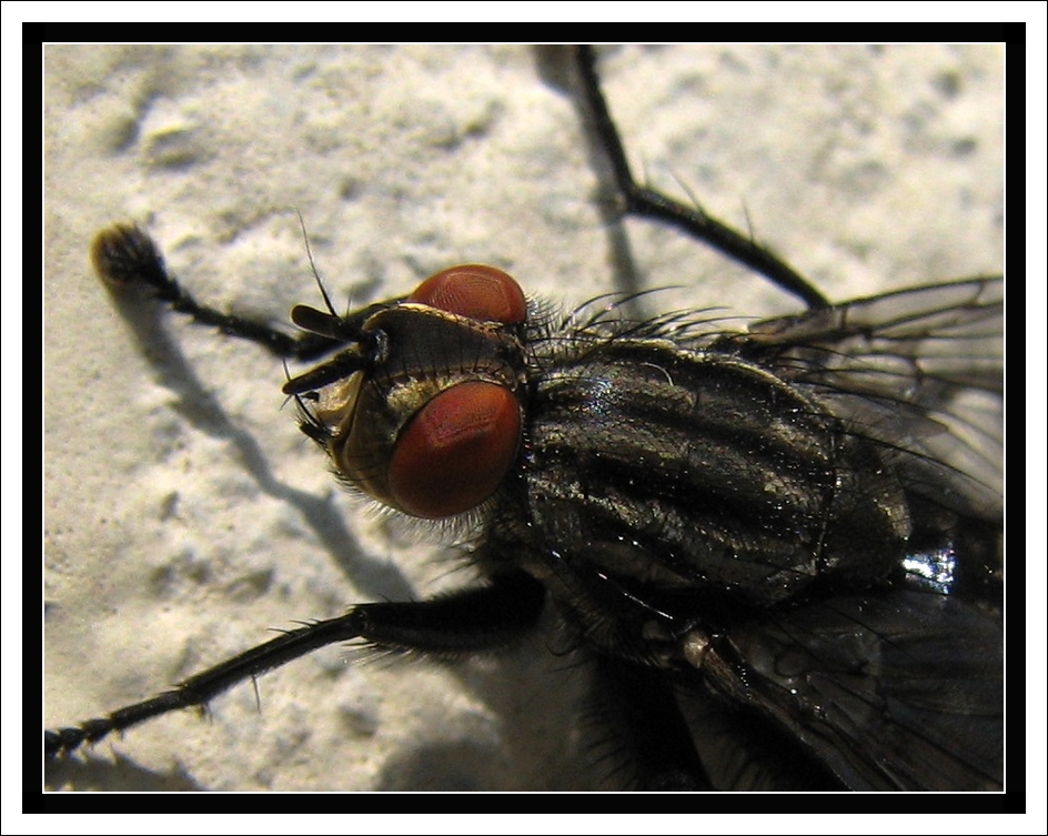 Fonds d'cran Animaux Insectes - Mouches La Mouche