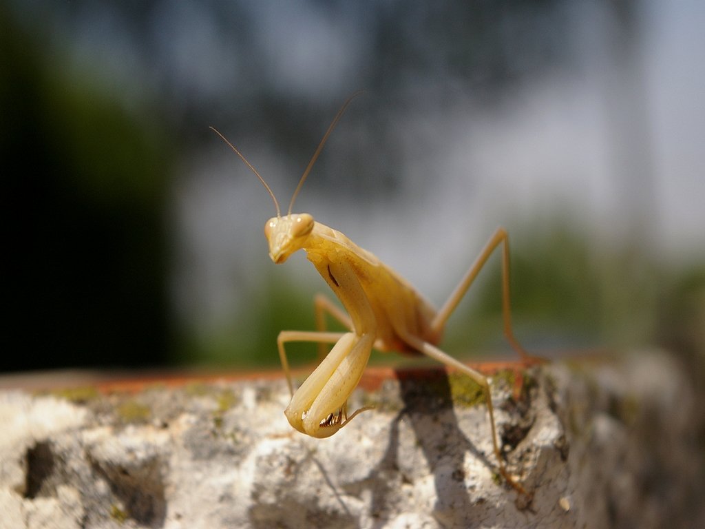 Fonds d'cran Animaux Insectes - Mantes Religieuse mante a l eau