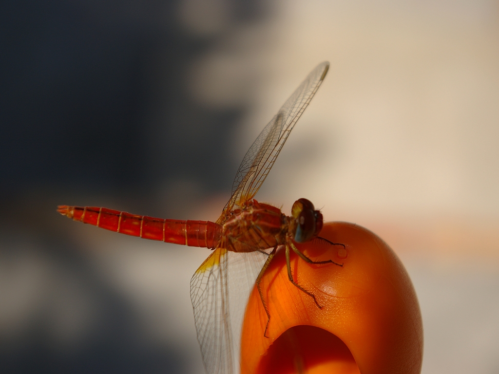 Fonds d'cran Animaux Insectes - Libellules elle va  s envoler