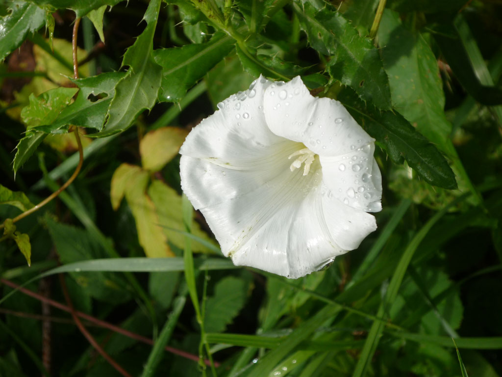 Wallpapers Nature Flowers rose sur fleur blanche