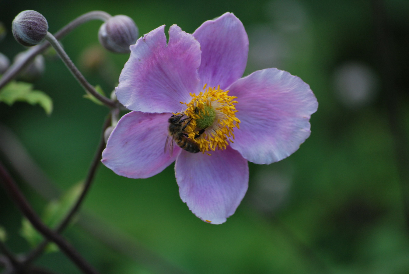 Fonds d'cran Nature Fleurs Fleur rose