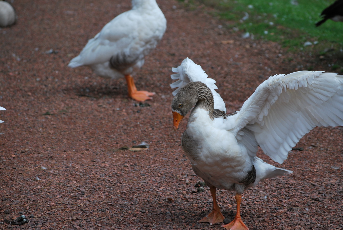 Wallpapers Animals Birds - Geese oie