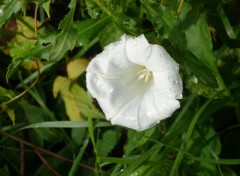 Fonds d'cran Nature rose sur fleur blanche