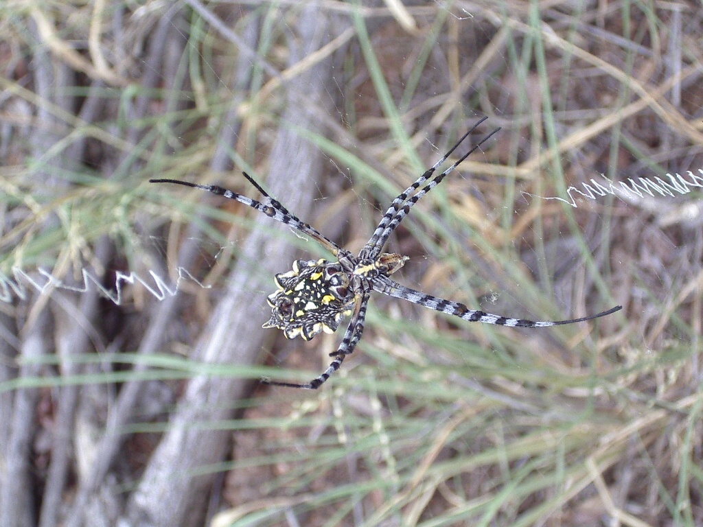 Fonds d'cran Animaux Araignes araigne