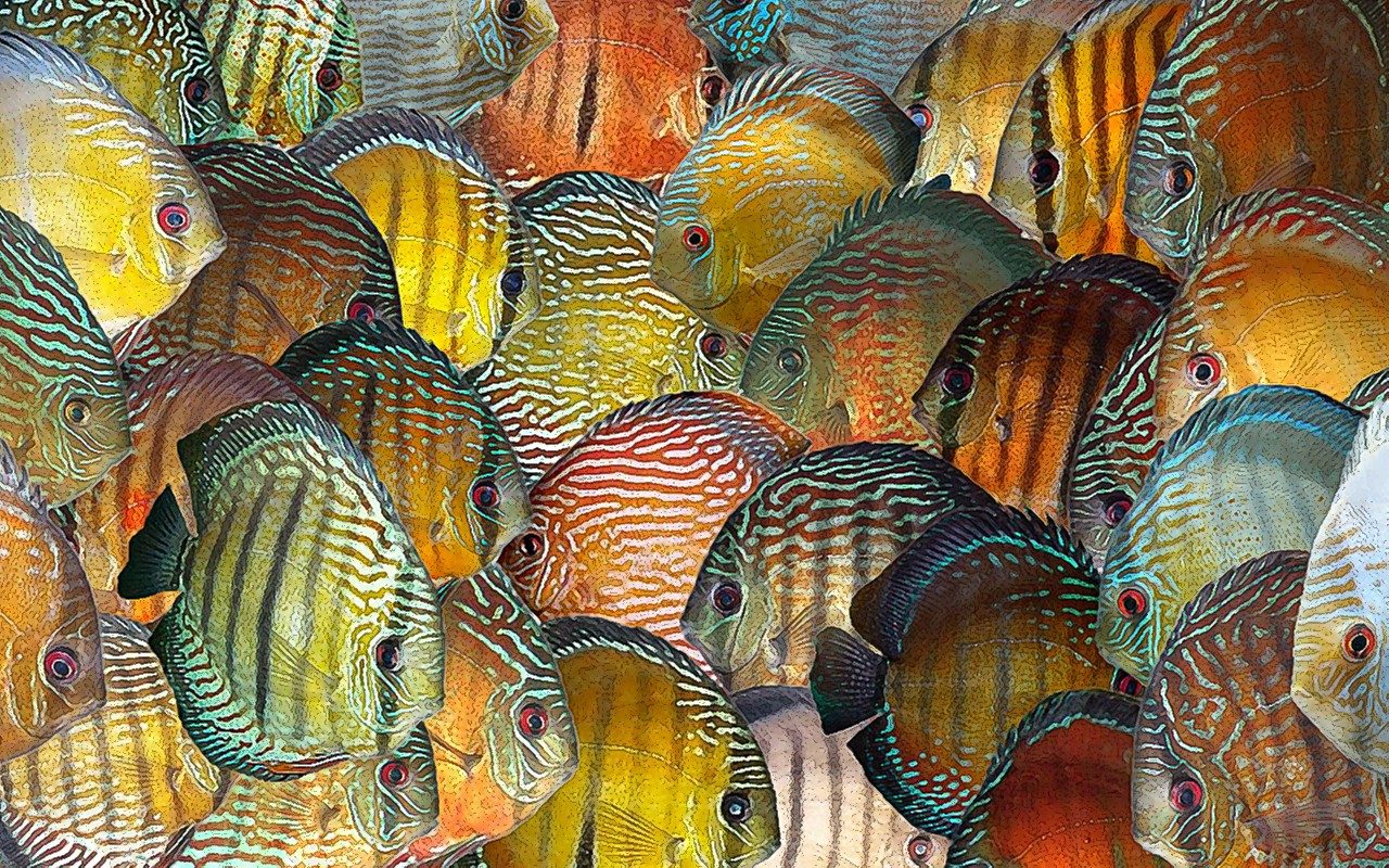 Wallpapers Animals Fishes - In the river Discus sauvages