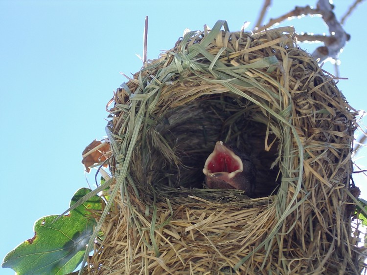 Wallpapers Animals Birds - Sparrows zoiseau 1