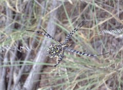 Fonds d'cran Animaux araigne