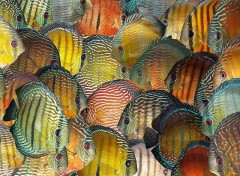 Wallpapers Animals Discus sauvages