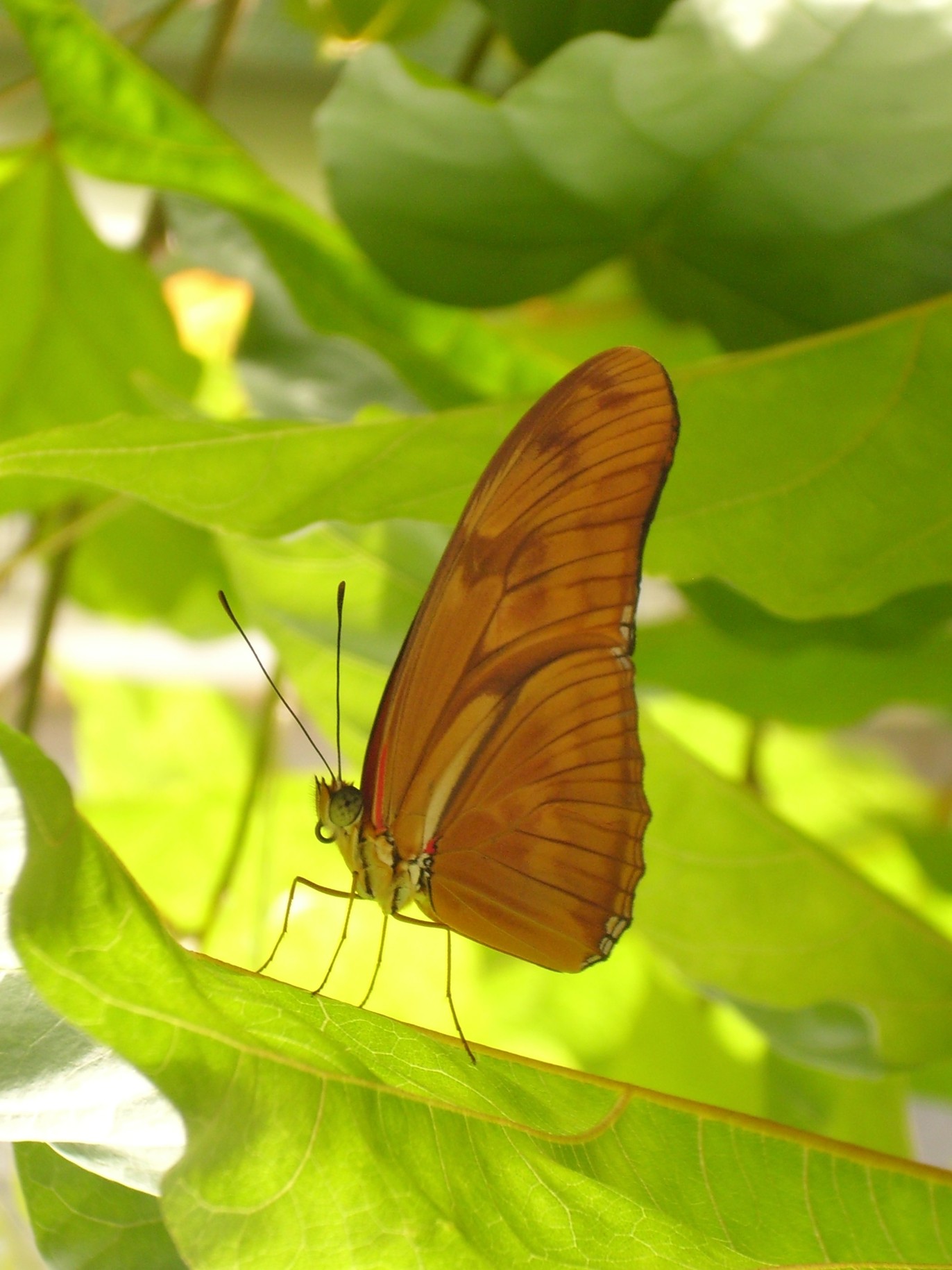 Wallpapers Animals Insects - Butterflies 