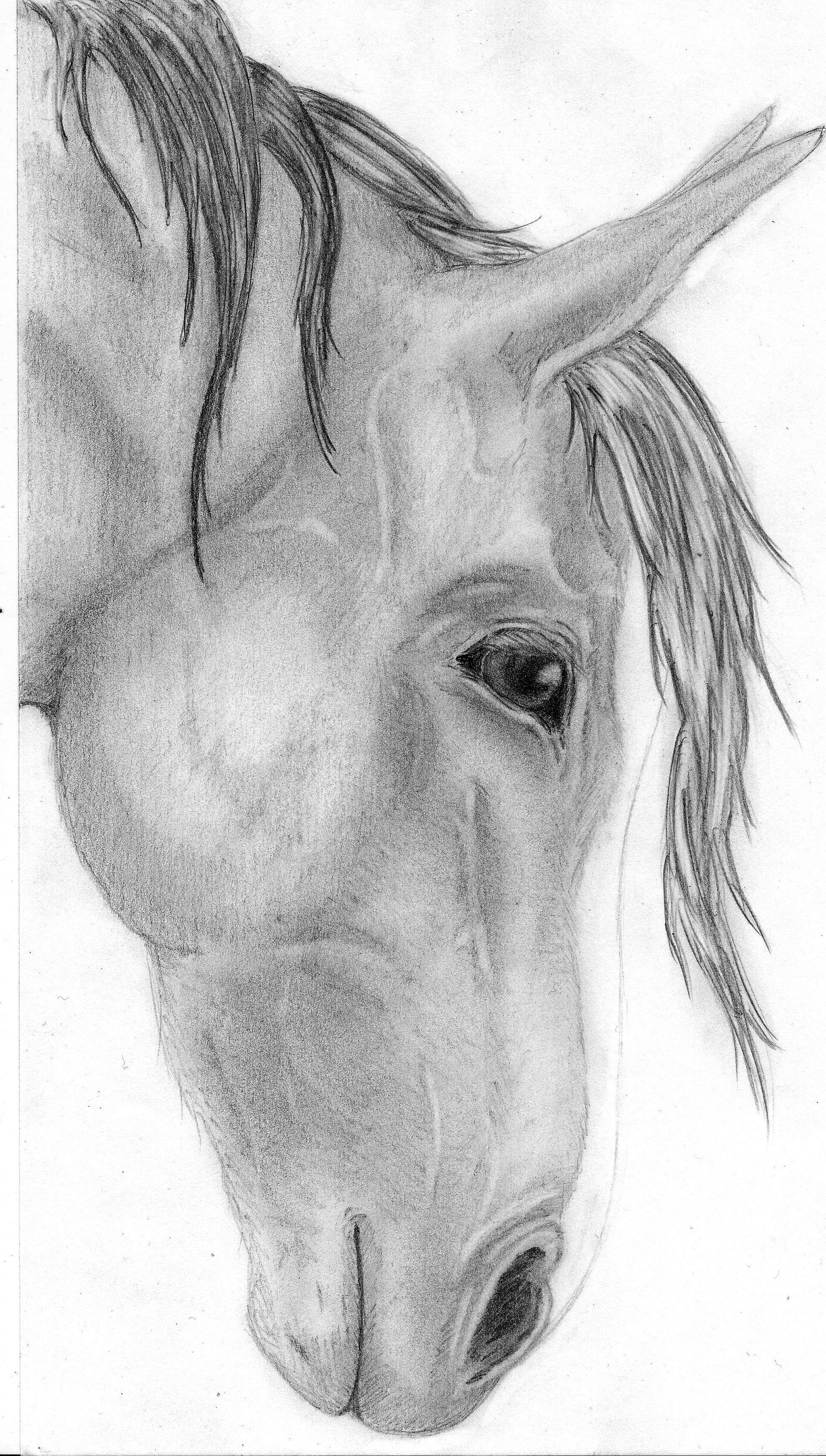 Wallpapers Art - Pencil Animals - Horses 