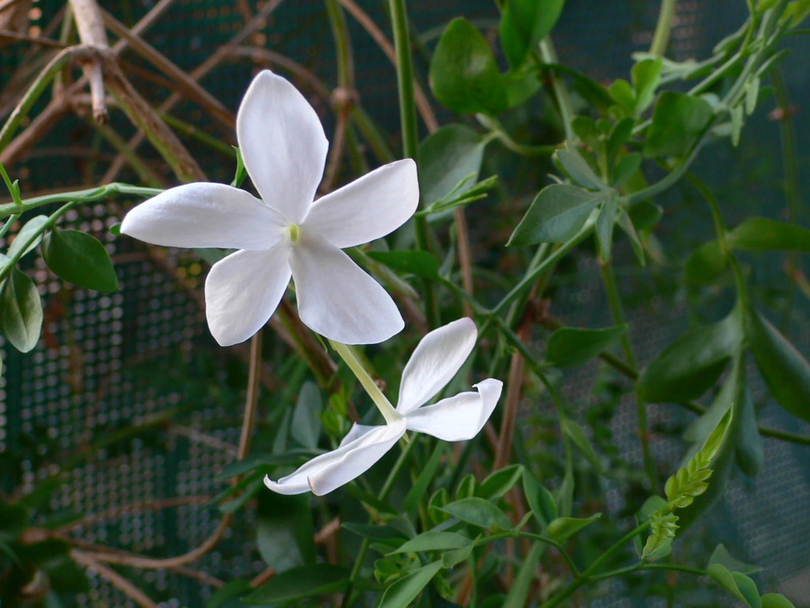 Fonds d'cran Nature Fleurs Fleurs de jasmin embaument mon jardin