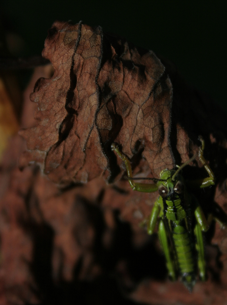 Wallpapers Animals Insects - Grasshoppers and Locusts 