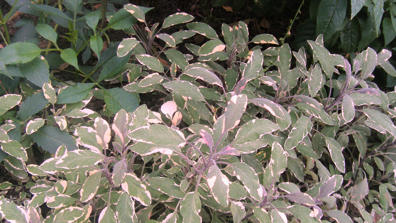 Fonds d'cran Nature Feuilles - Feuillages au nom du vert