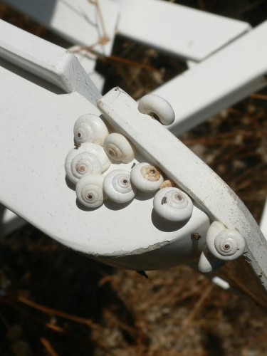 Fonds d'cran Animaux Escargots - Limaces Photos - Constructions - Divers