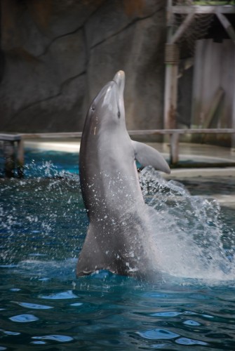 Wallpapers Animals Sealife - Dolphins Spectacle de dauphin du dolphinarium